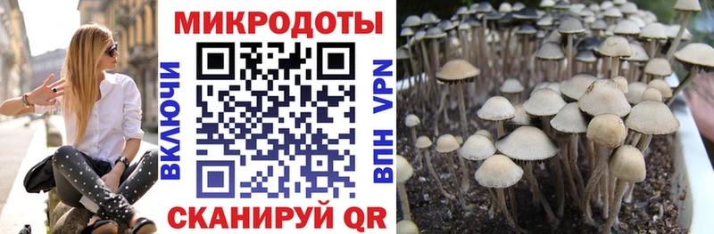 Галлюциногенные грибы MAGIC MUSHROOMS  продажа наркотиков  Городовиковск 